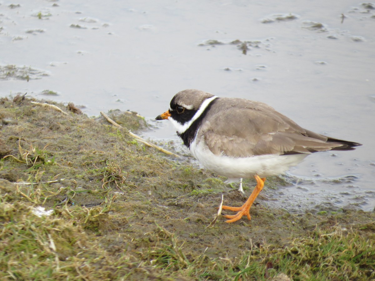 Common Ringed Plover - ML617125494