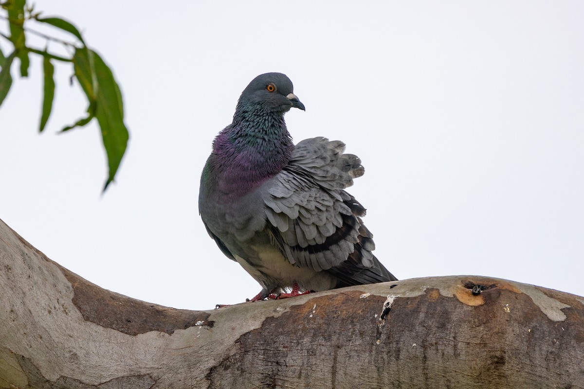 Rock Pigeon (Feral Pigeon) - ML617125523