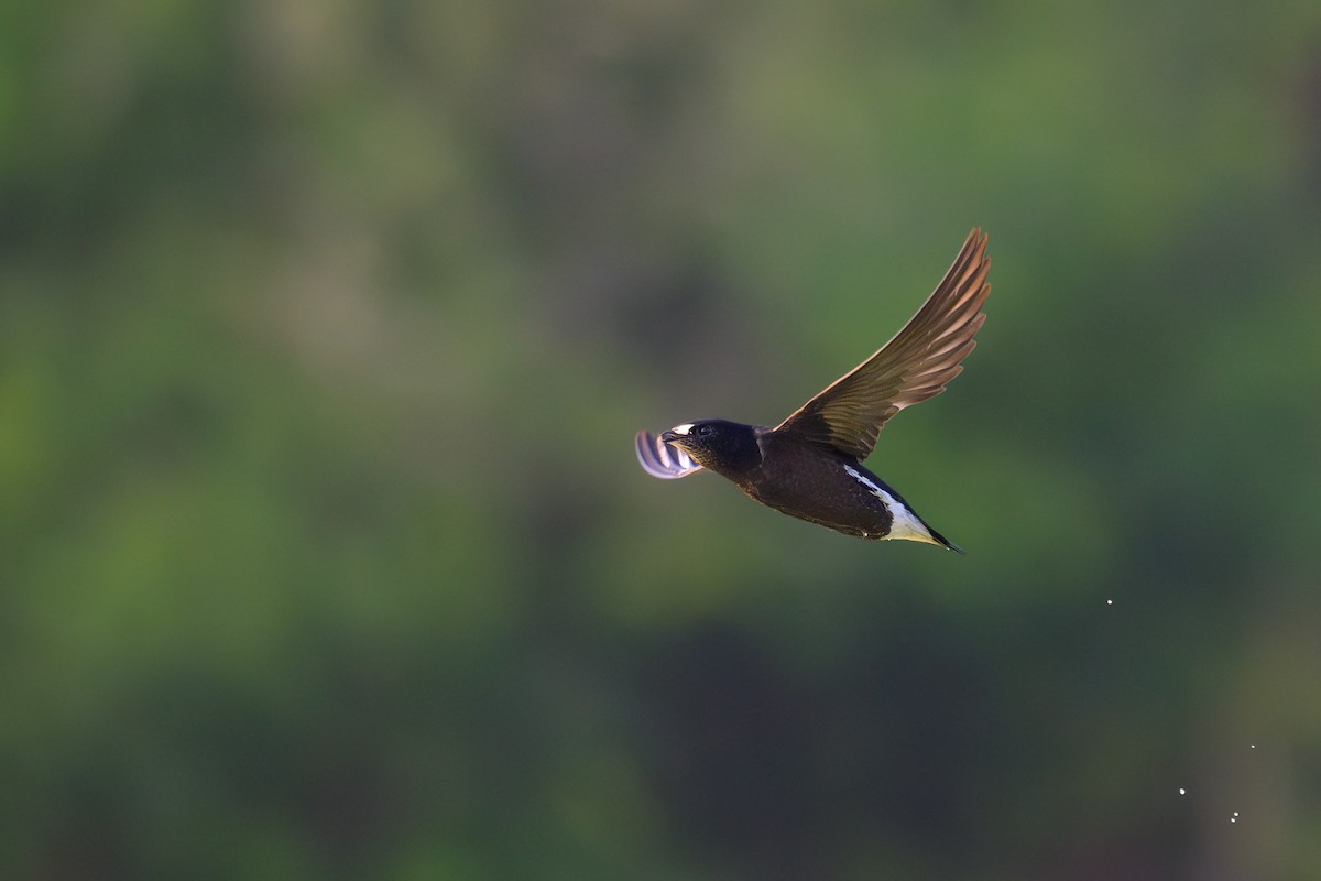 Brown-backed Needletail - ML617125527