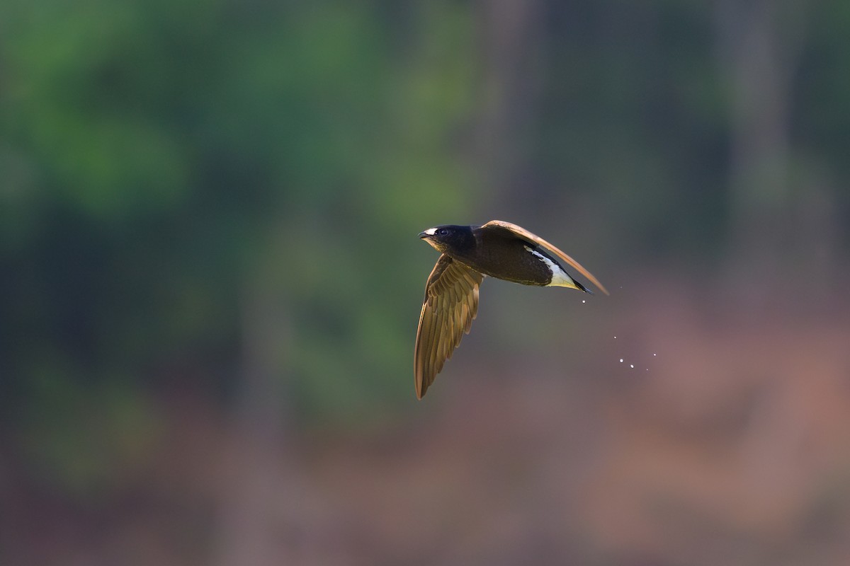 Brown-backed Needletail - ML617125528