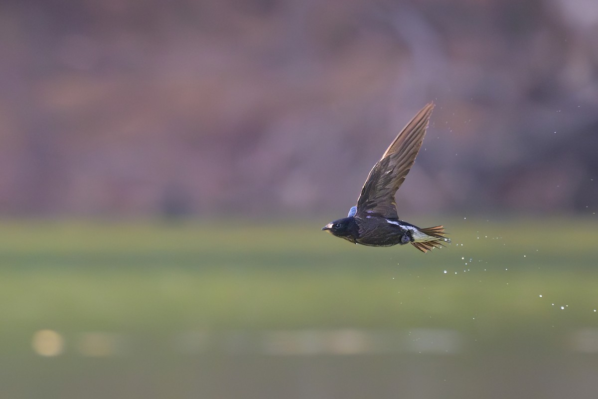 Brown-backed Needletail - ML617125541