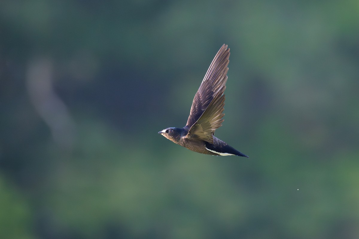 Brown-backed Needletail - ML617125553