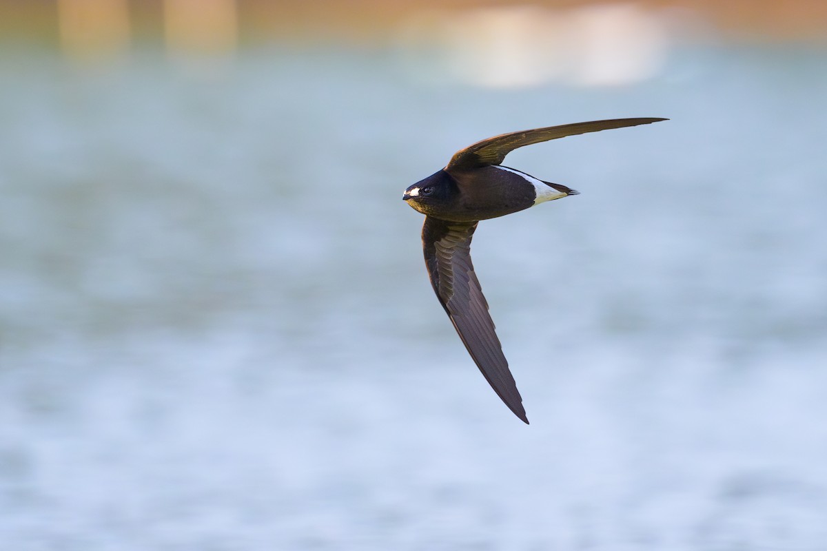 Brown-backed Needletail - ML617125559