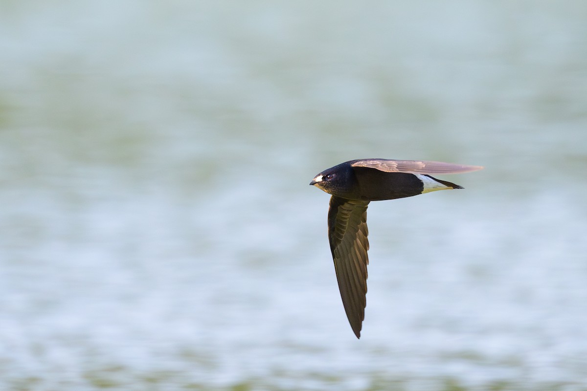 Brown-backed Needletail - ML617125564