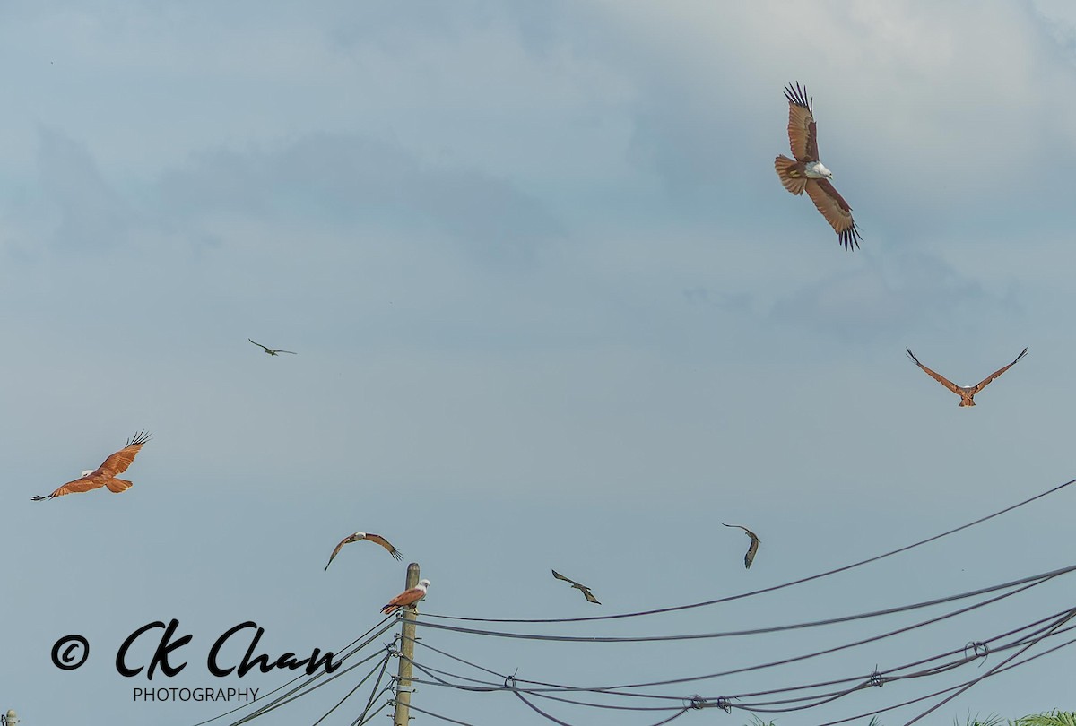 Brahminy Kite - Chee Keong  Chan