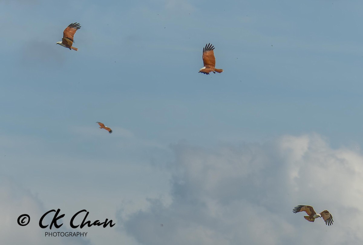 Brahminy Kite - Chee Keong  Chan