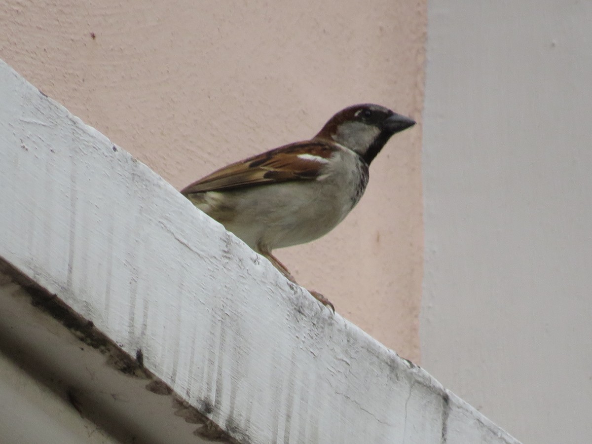House Sparrow - ML617125680