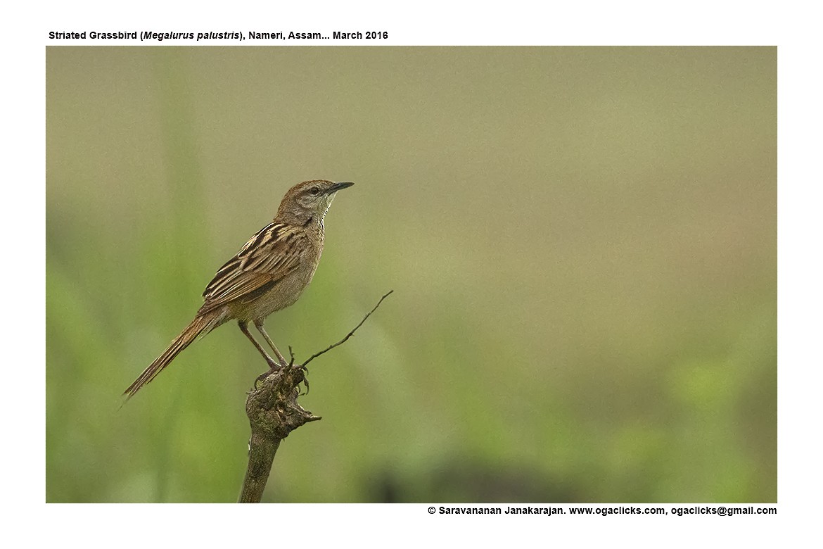 Striated Grassbird - Saravanan Janakarajan