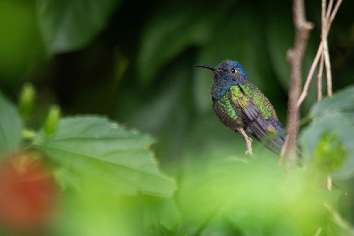 Swallow-tailed Hummingbird - ML617125701