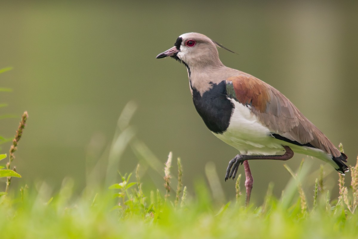 Southern Lapwing - Retief Williams