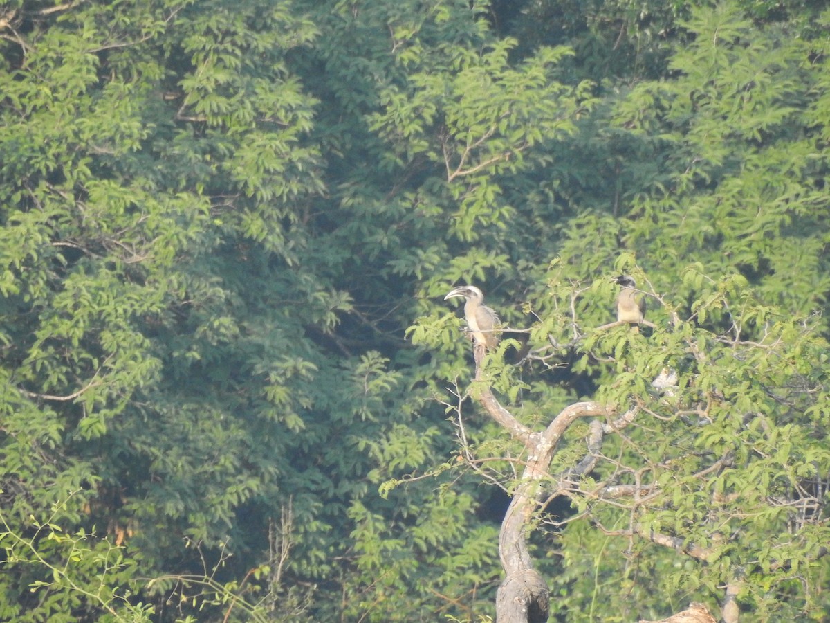 Indian Gray Hornbill - Kiranmayee K
