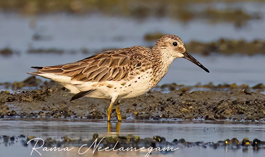 Great Knot - ML617125769