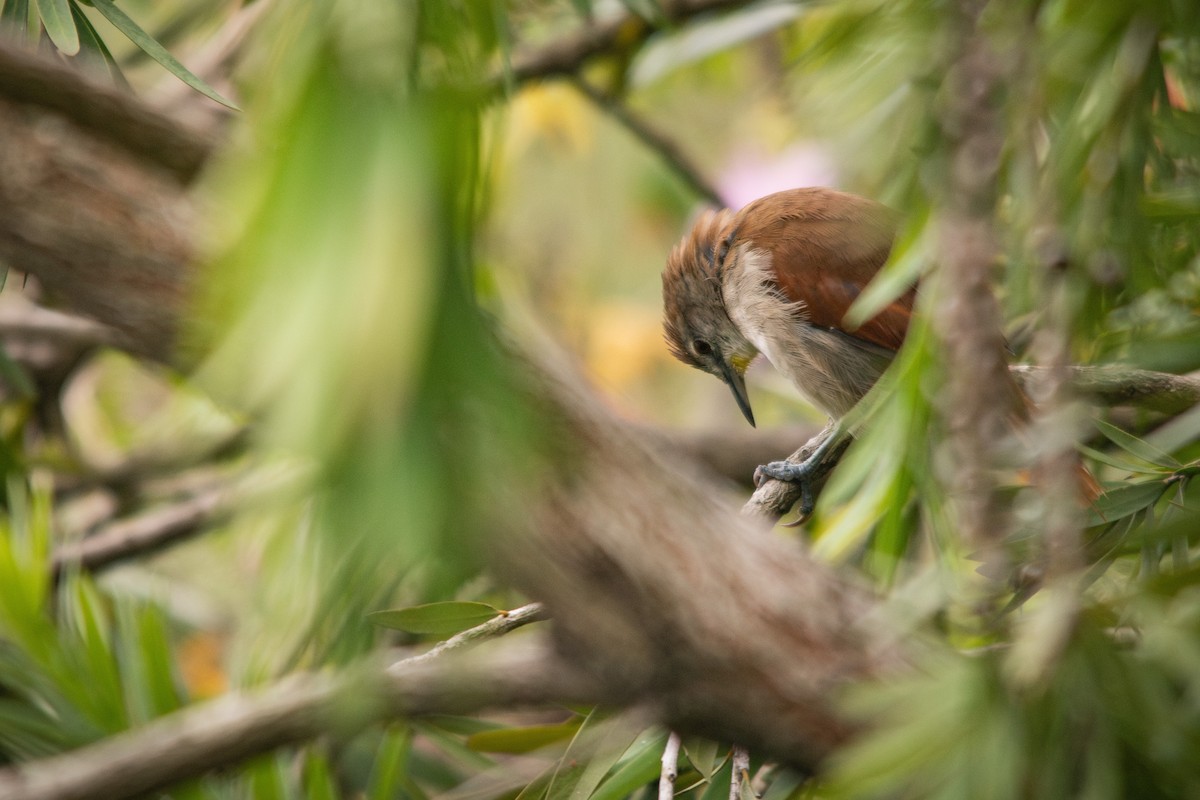 Yellow-chinned Spinetail - ML617125779