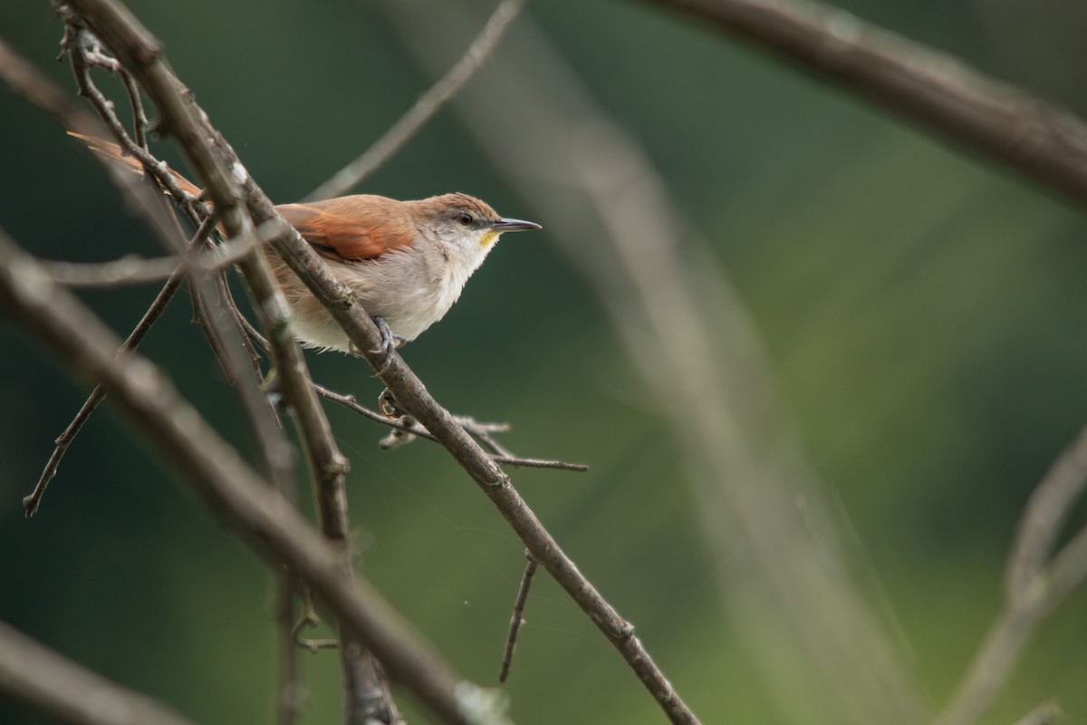 Yellow-chinned Spinetail - Retief Williams
