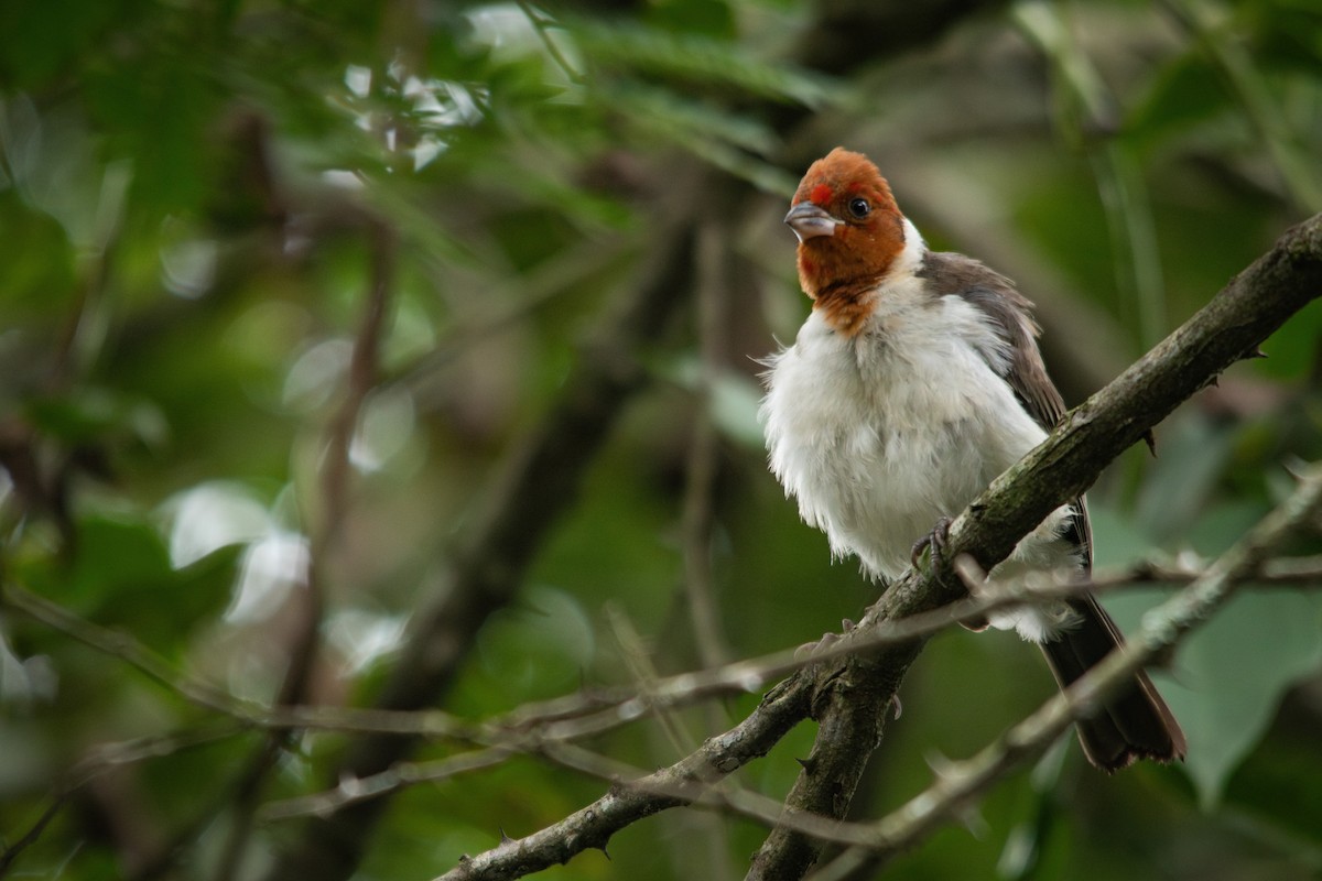 Red-crested Cardinal - ML617125801