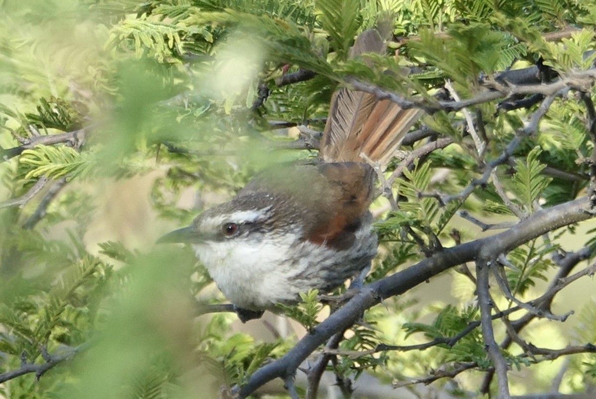 Great Spinetail - ML617125838