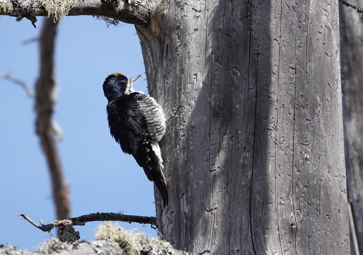 Black-backed Woodpecker - ML617126046