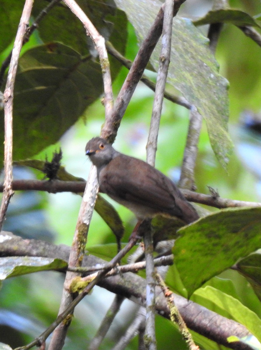 Spectacled Bulbul - YM Liew