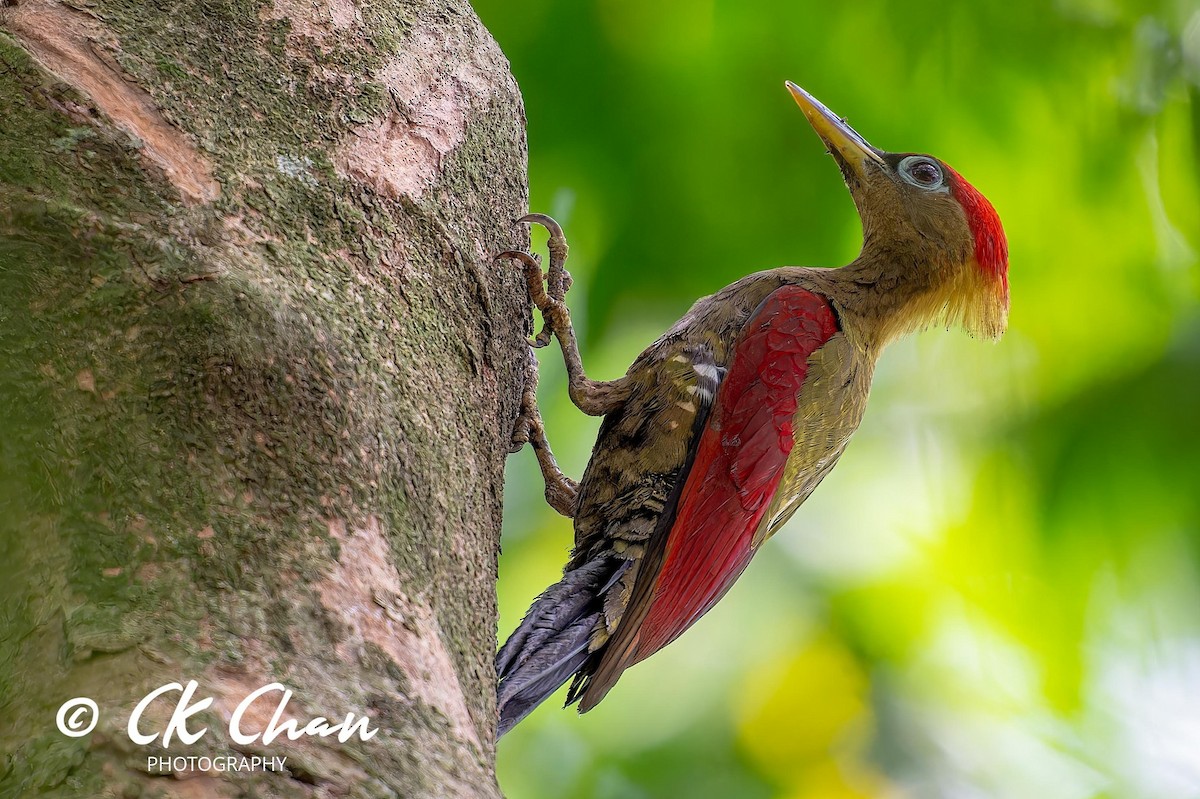 Crimson-winged Woodpecker - ML617126171