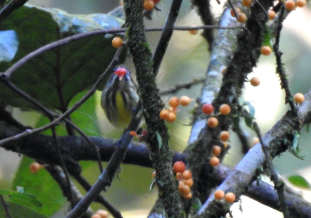 Yellow-breasted Flowerpecker - ML617126180