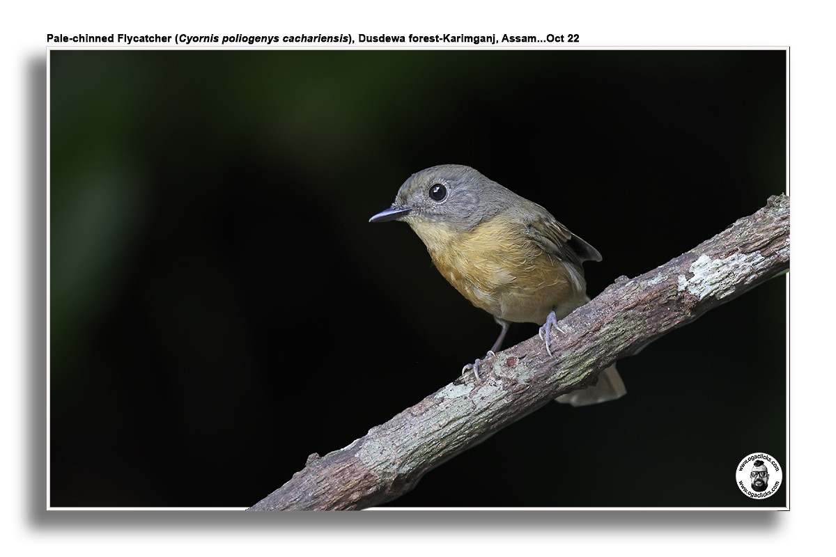 Pale-chinned Flycatcher - ML617126226