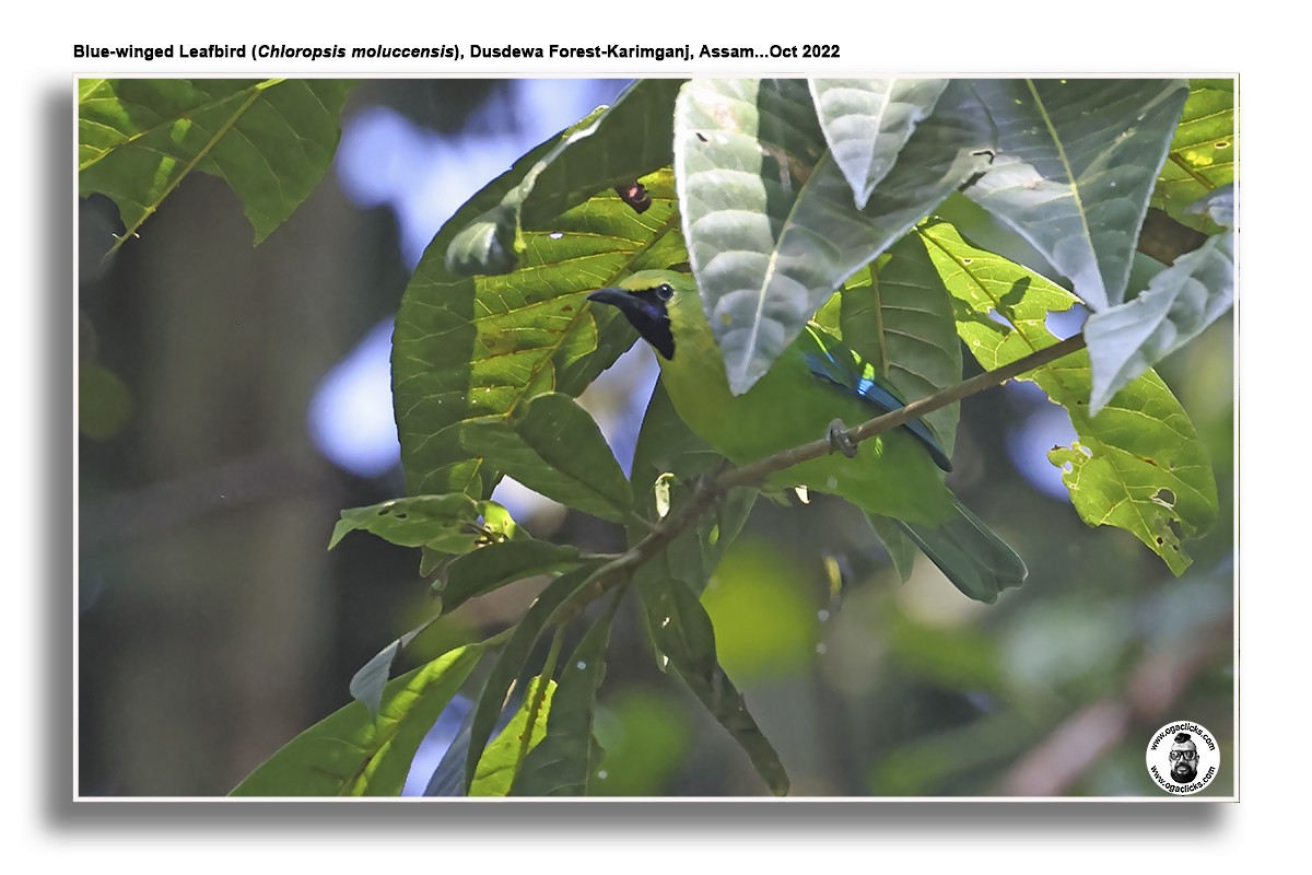 Blue-winged Leafbird - ML617126241