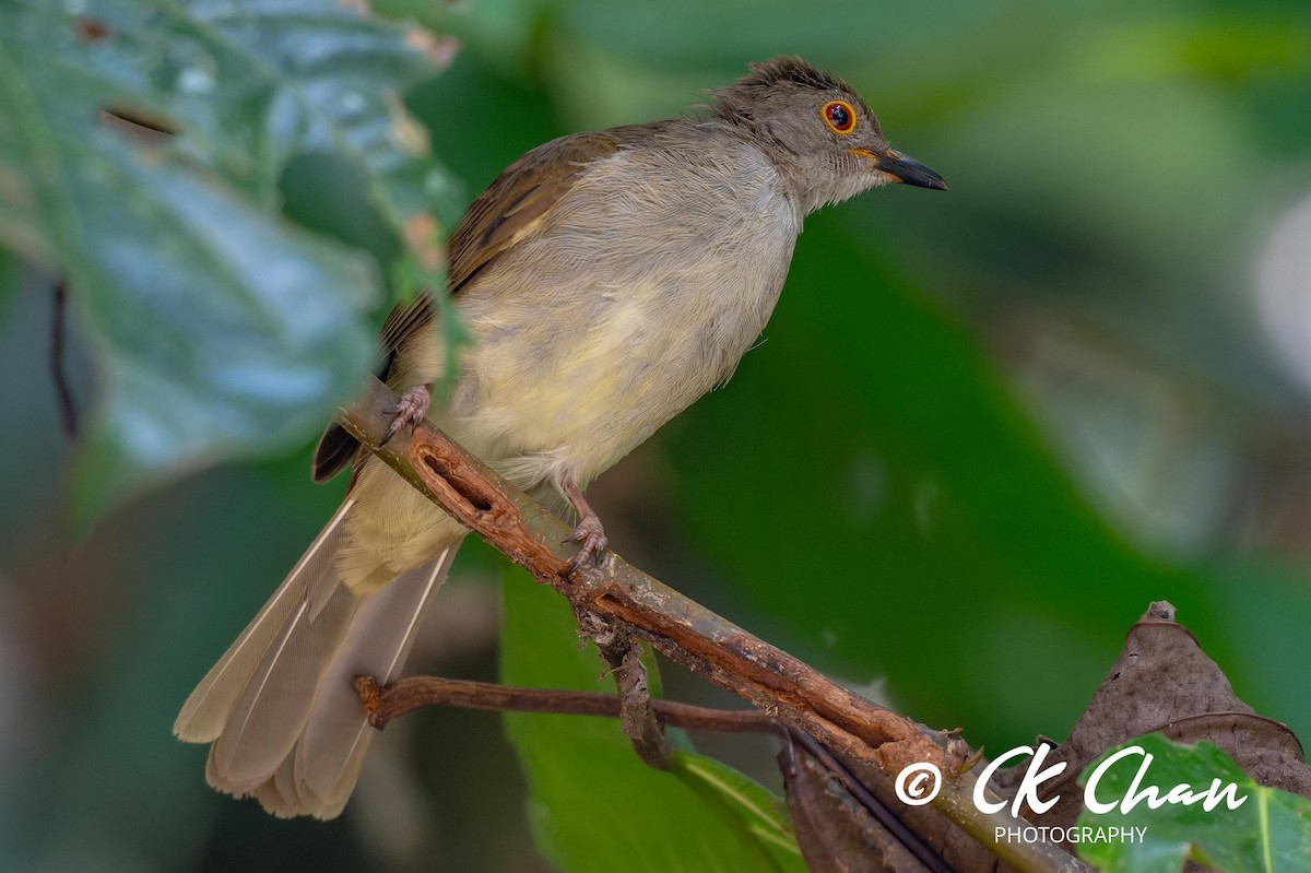 Spectacled Bulbul - Chee Keong  Chan