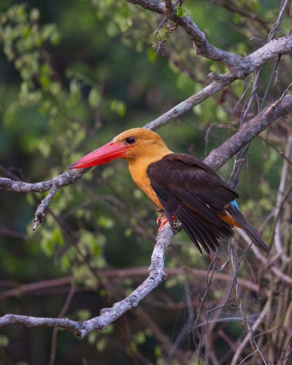 Brown-winged Kingfisher - Shekar Vishvanath