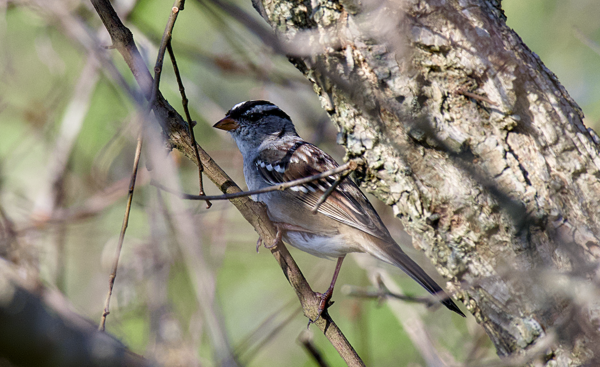 White-crowned Sparrow - ML617126388