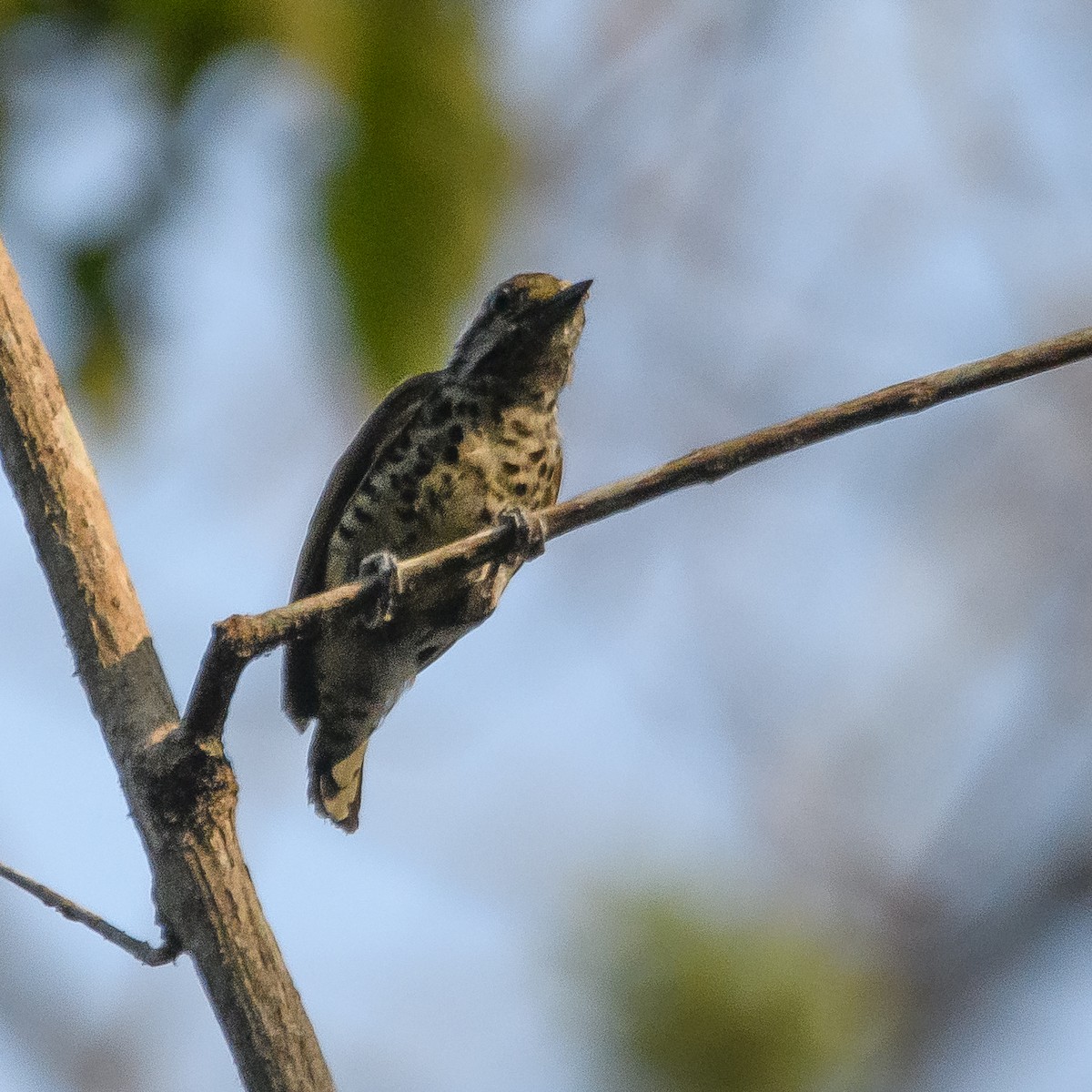 Speckled Piculet - ML617126390