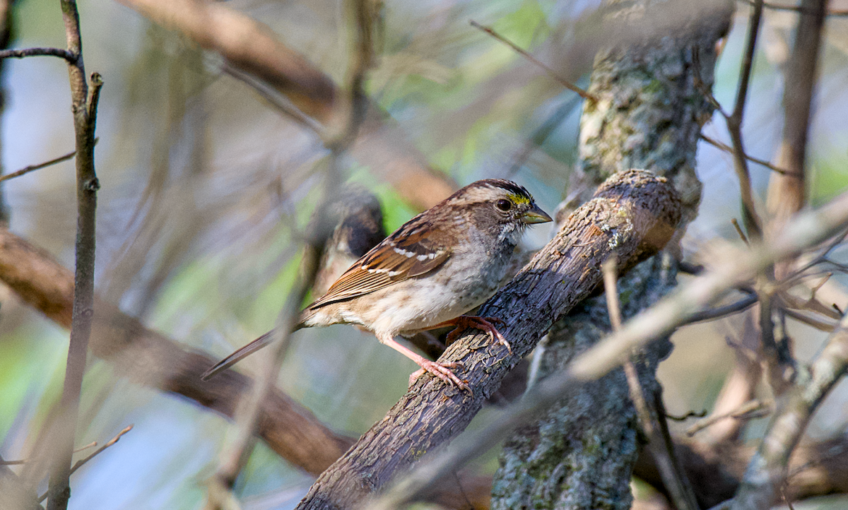 White-throated Sparrow - ML617126397