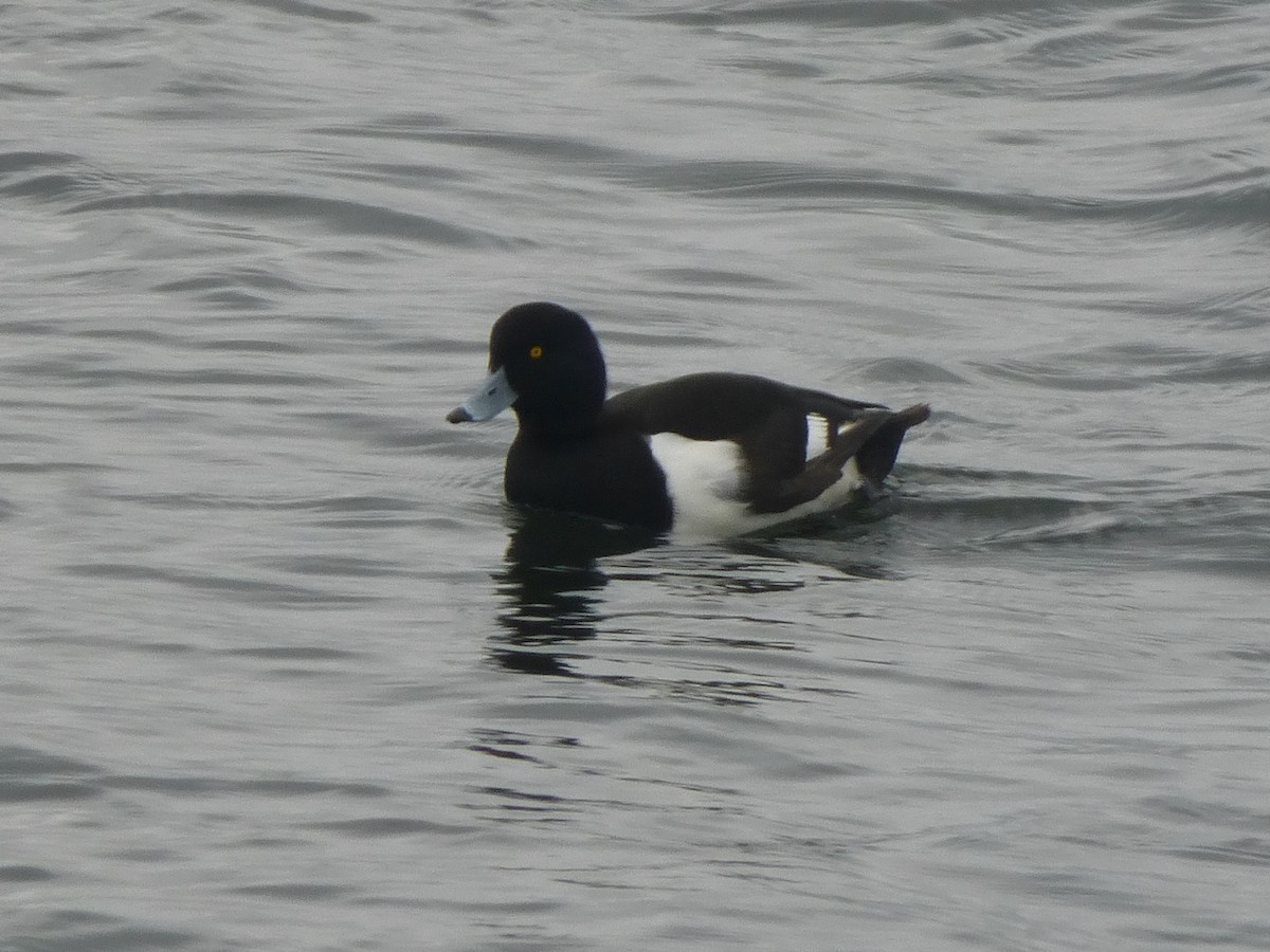 Tufted Duck - ML617126407