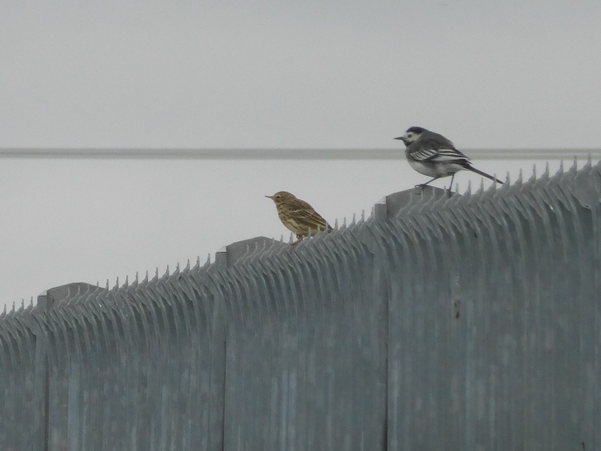 Meadow Pipit - ML617126411