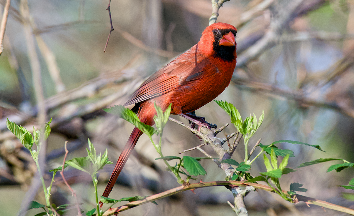 Northern Cardinal - Rickey Shive