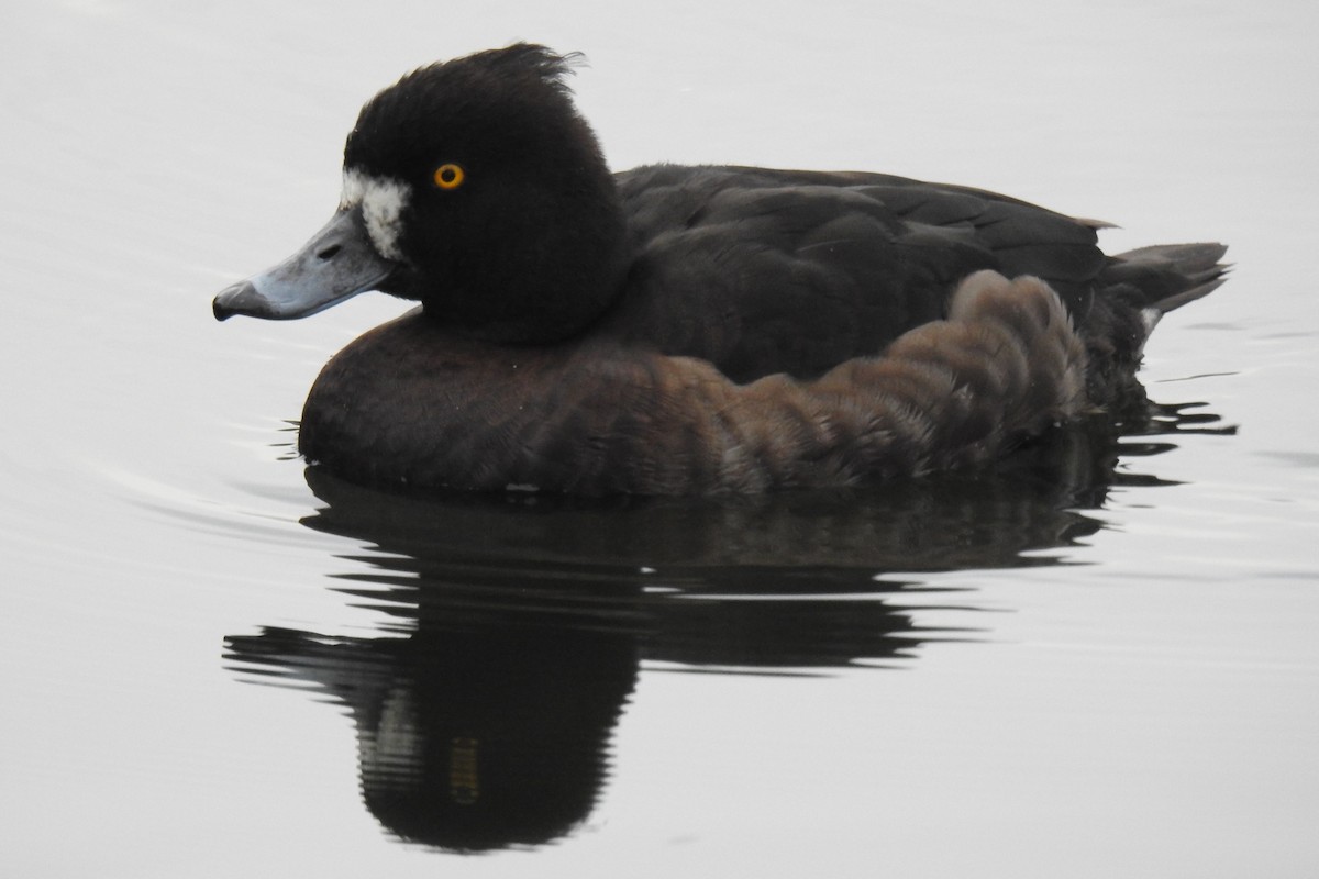Tufted Duck - ML617126433