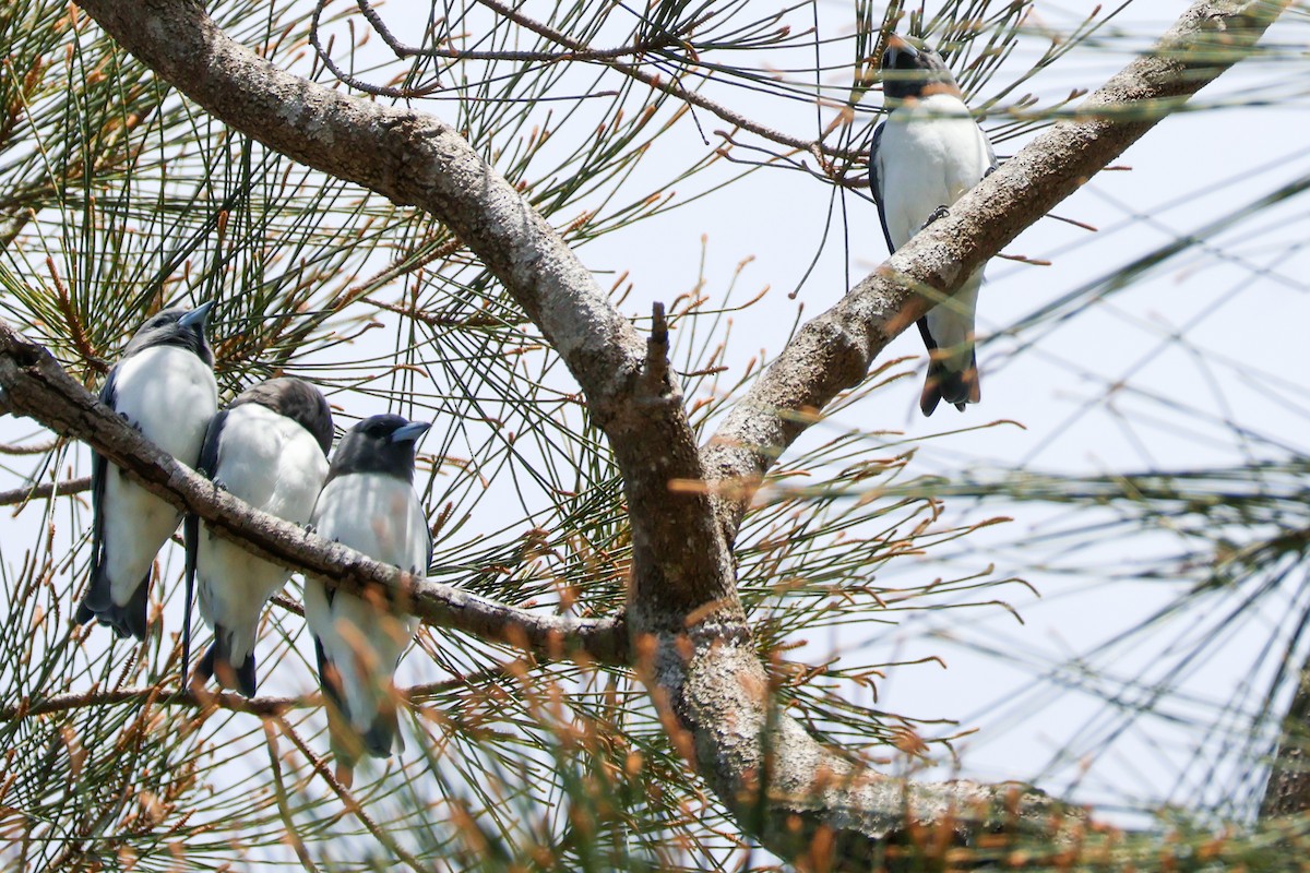 White-breasted Woodswallow - ML617126474