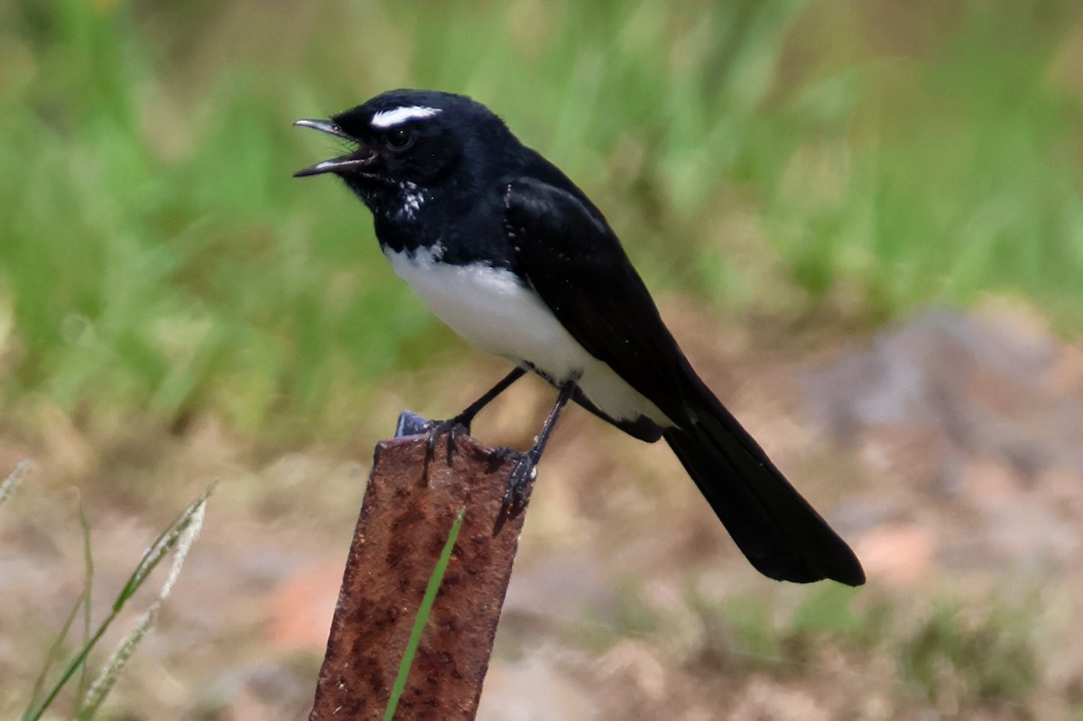 Willie-wagtail - ML617126485