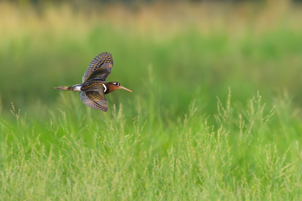 Greater Painted-Snipe - Sylvain Reyt