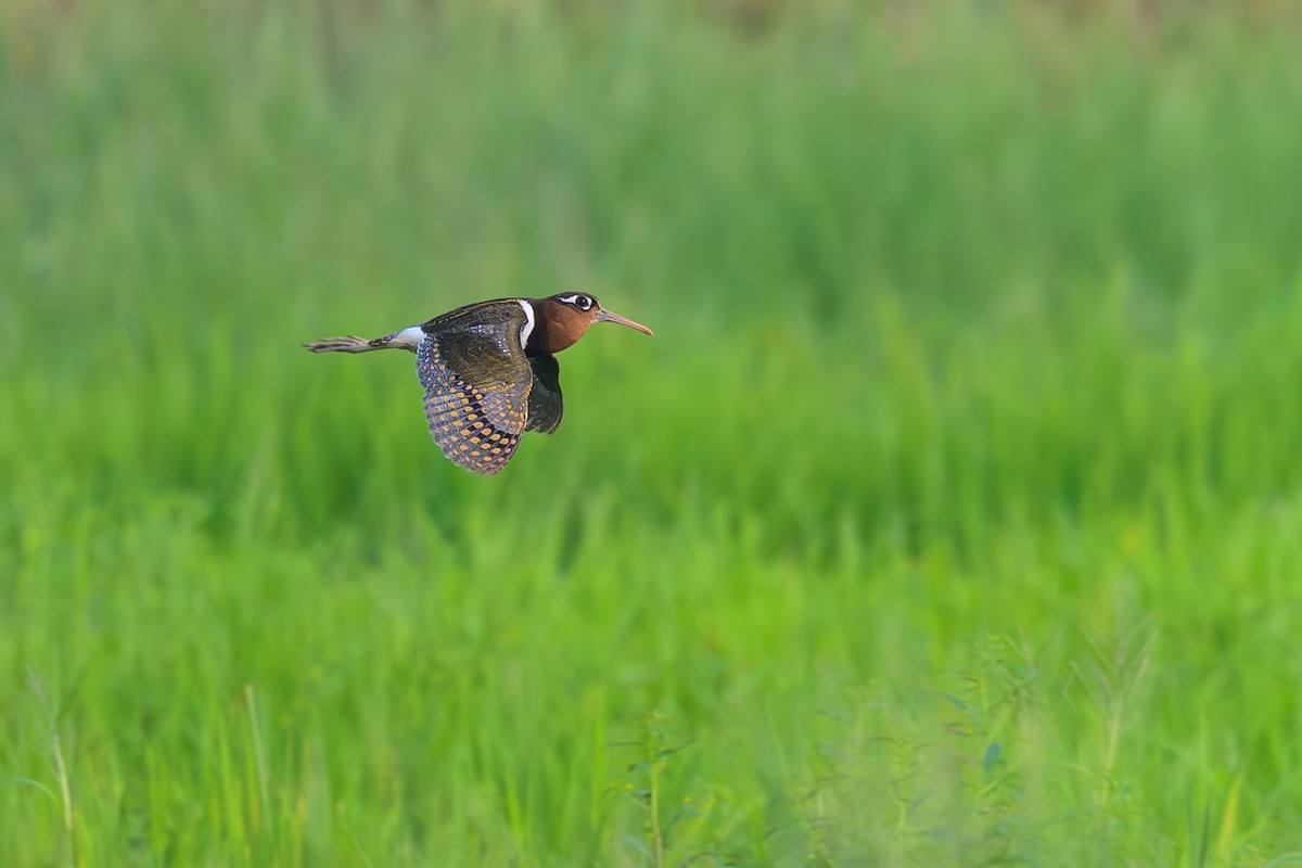 Greater Painted-Snipe - ML617126490