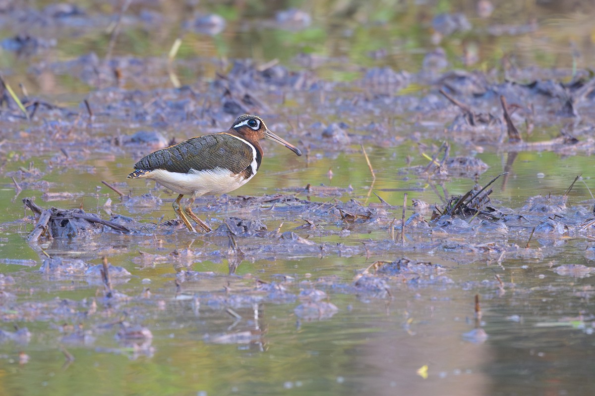 Greater Painted-Snipe - ML617126492