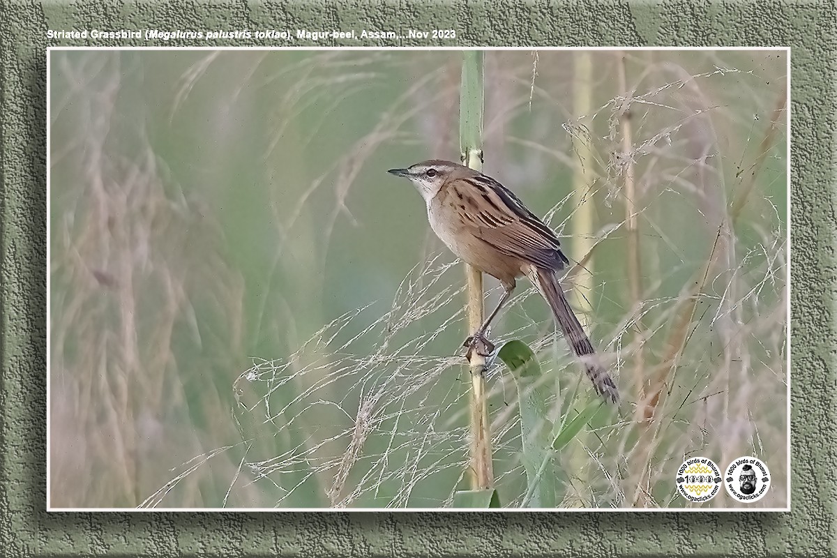 Striated Grassbird - Saravanan Janakarajan