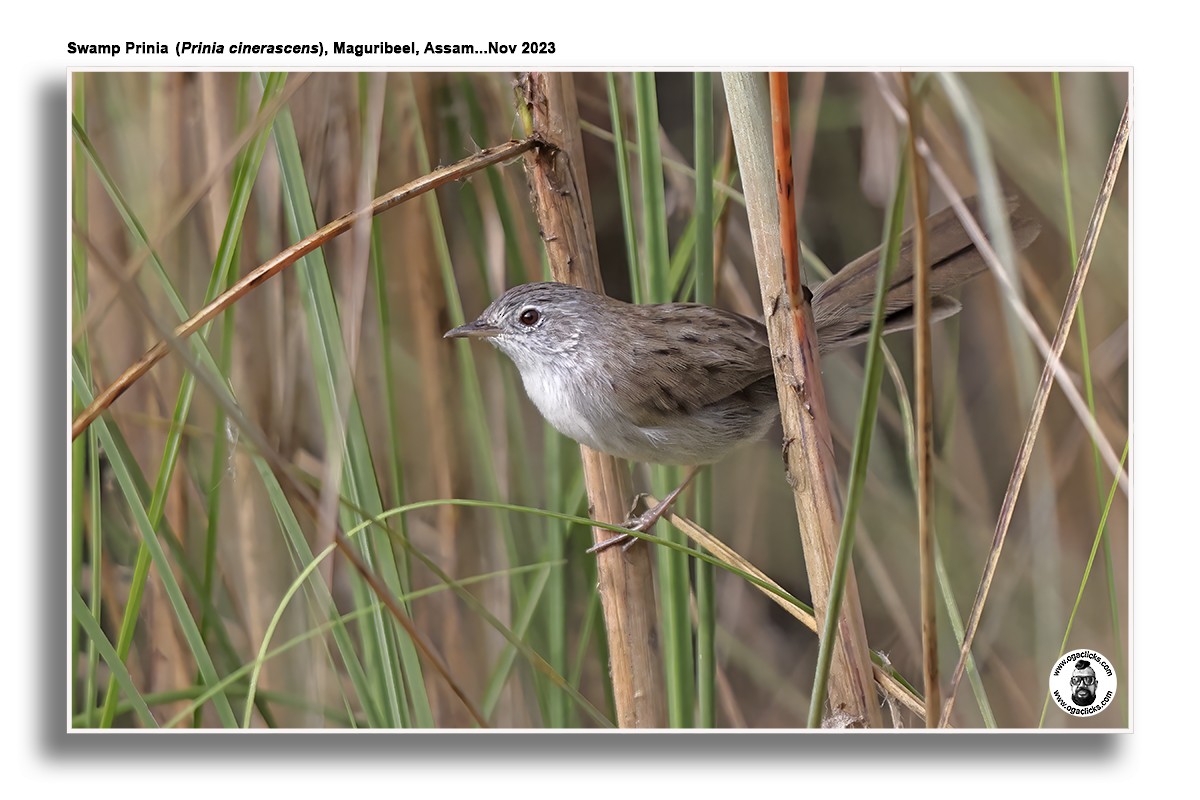 Swamp Grass Babbler - ML617126627