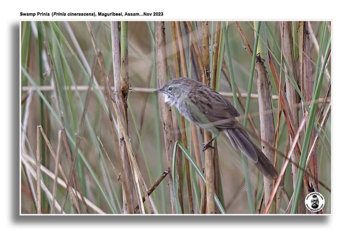 Swamp Grass Babbler - ML617126628