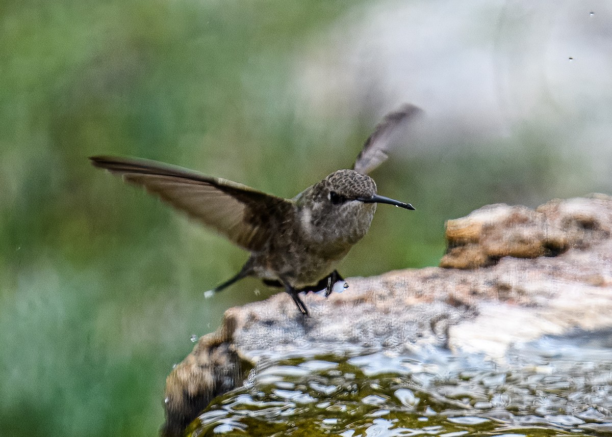 Black-chinned Hummingbird - ML617126734