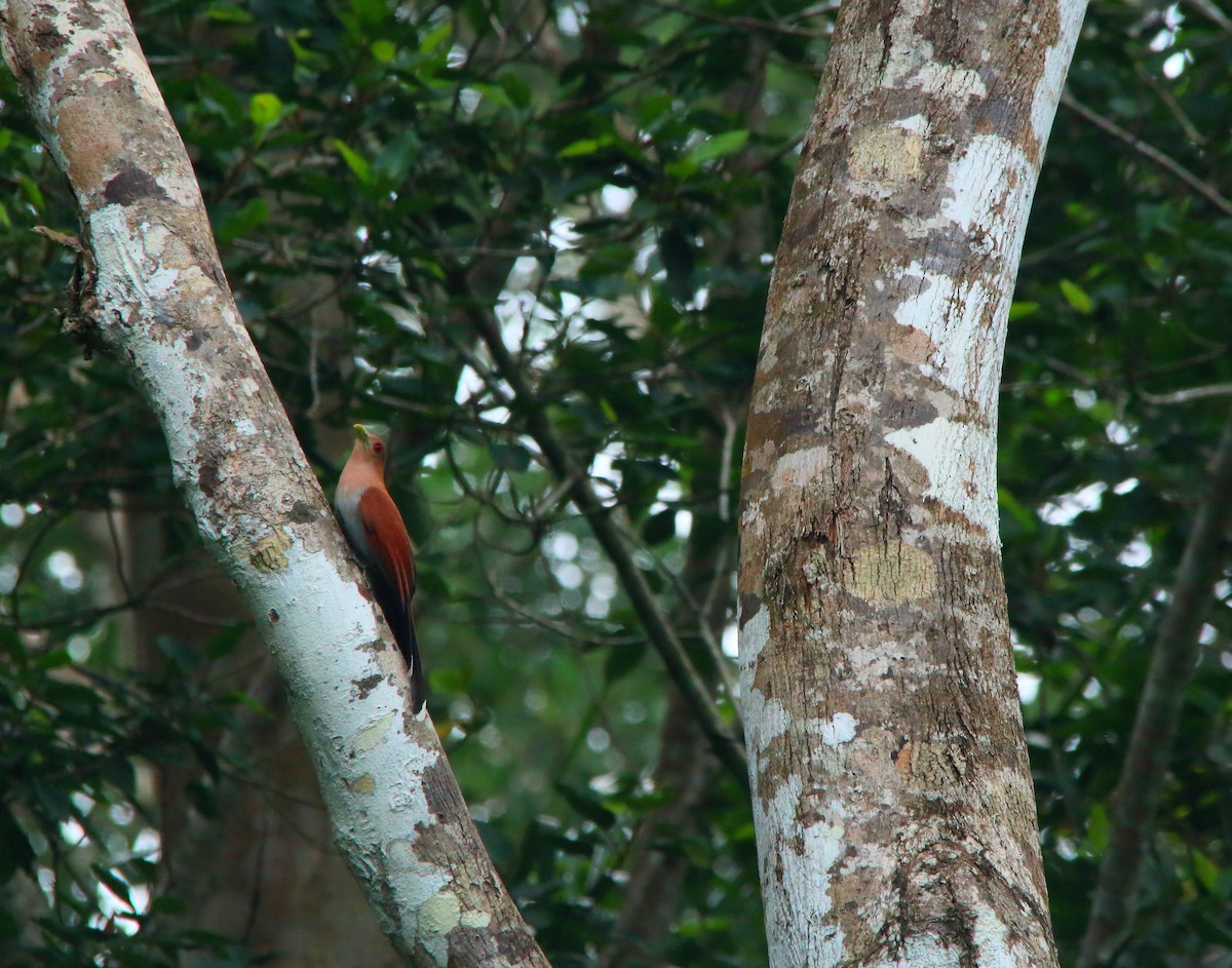 Squirrel Cuckoo (Amazonian) - ML617126819