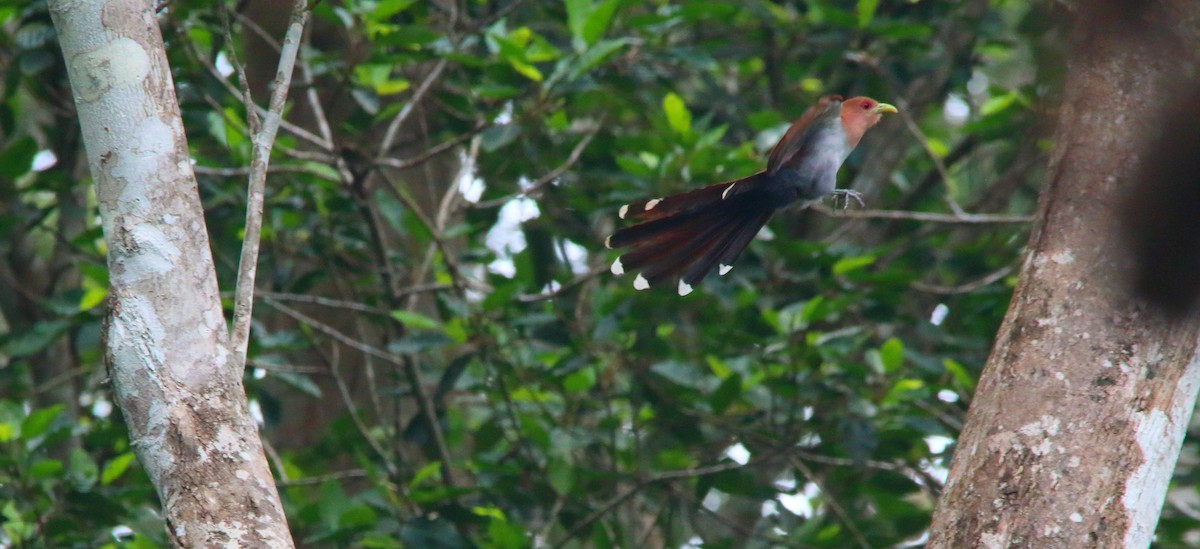 Squirrel Cuckoo (Amazonian) - ML617126830