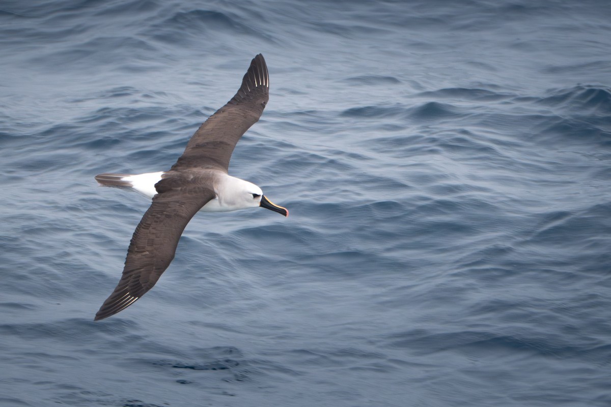 Atlantic Yellow-nosed Albatross - ML617126856