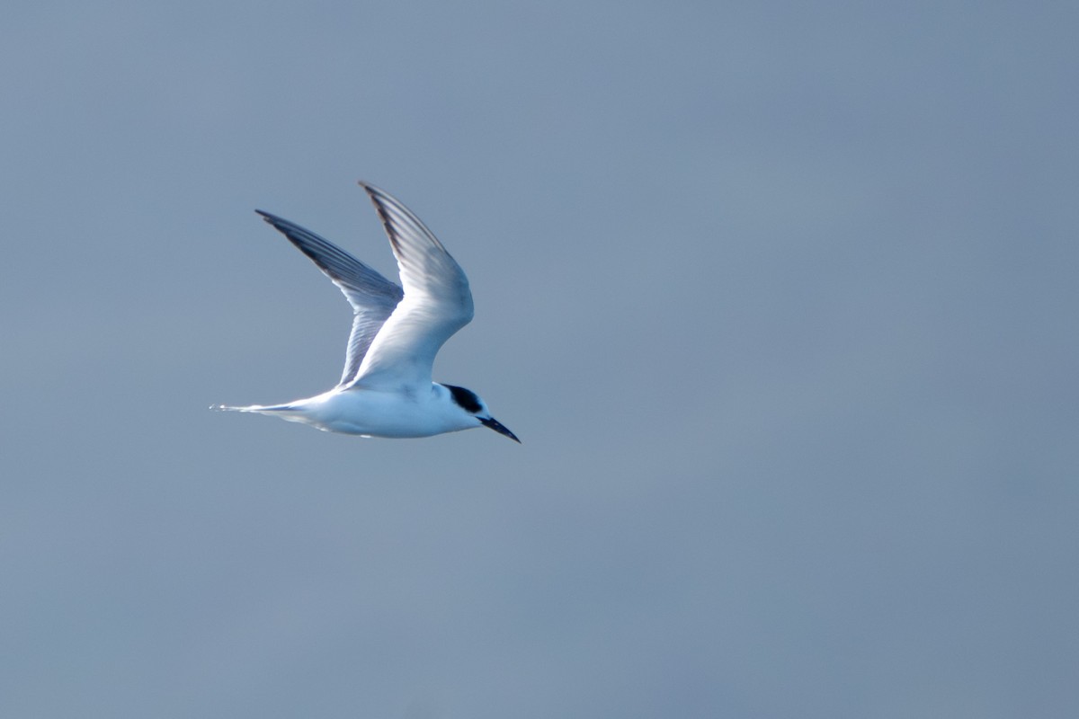 Arctic Tern - Kini Roesler