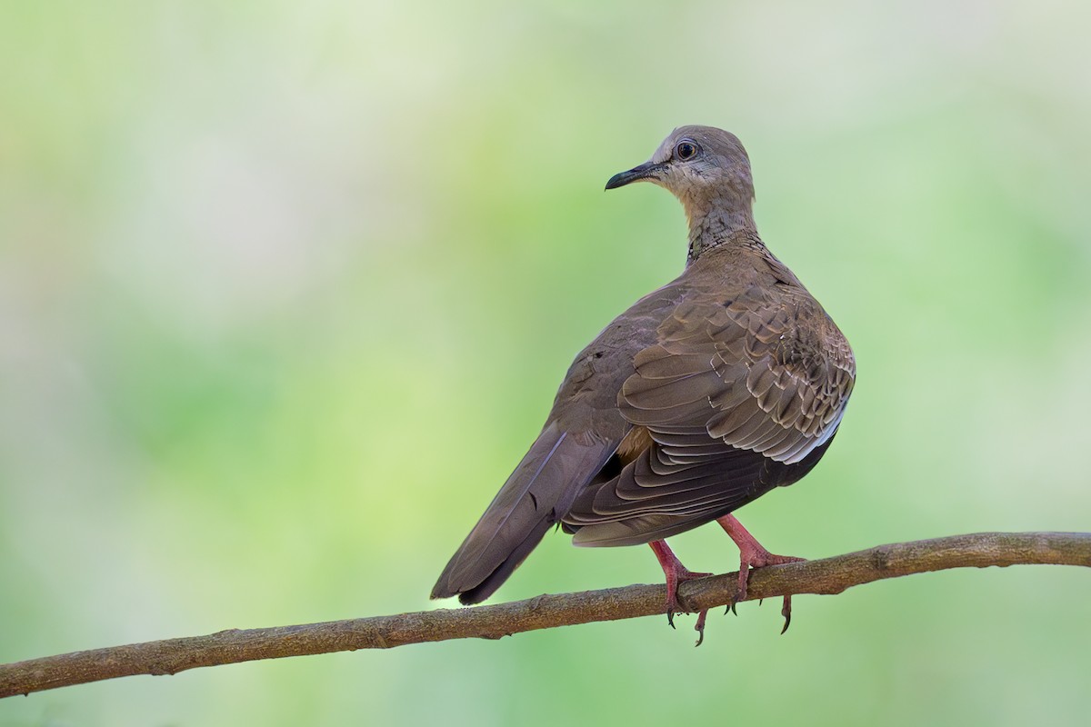 Spotted Dove - ML617126900