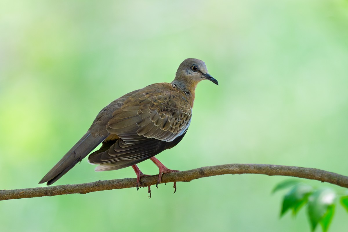 Spotted Dove - ML617126901